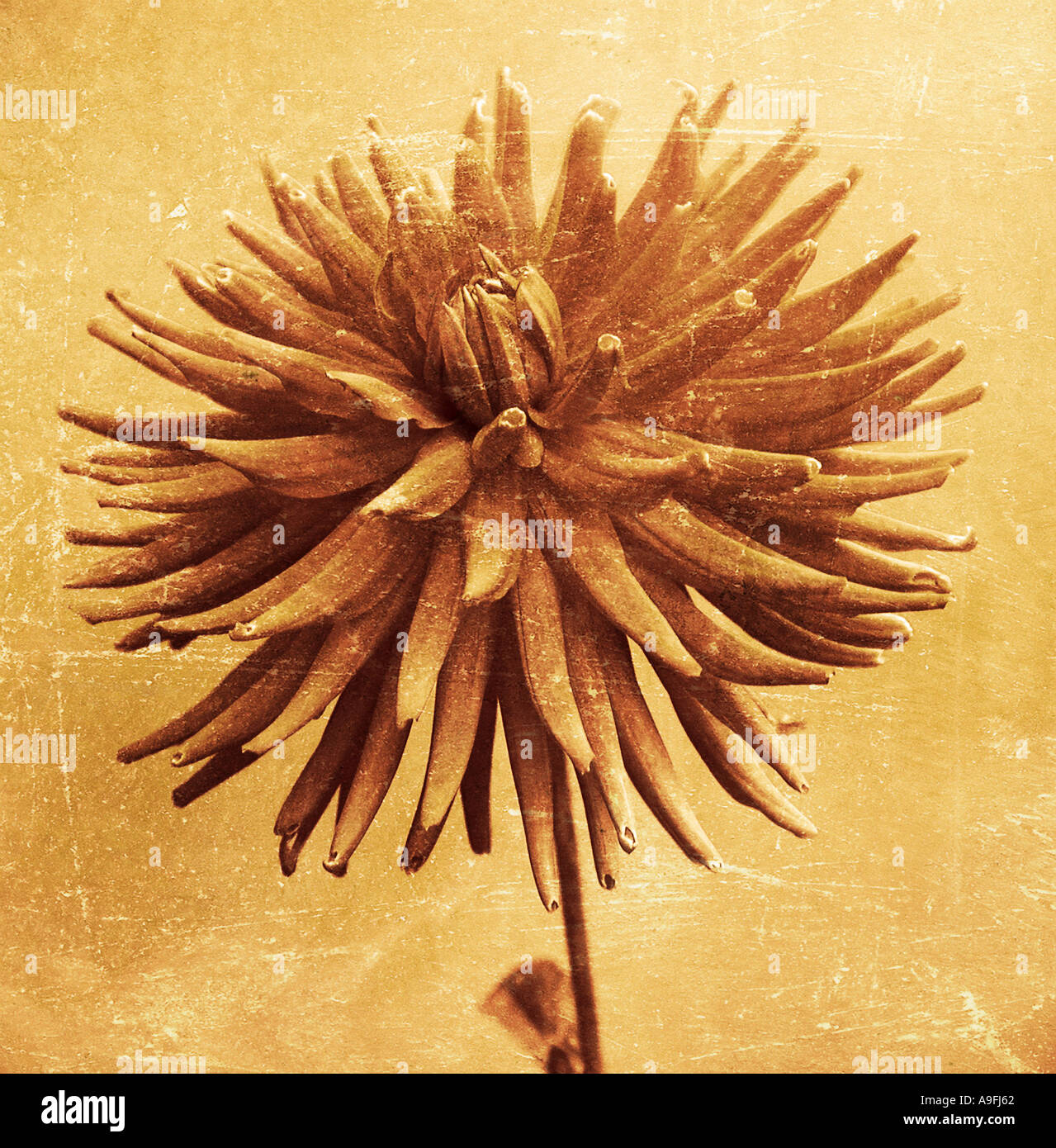 COMMON NAME Dahlia LATIN NAME Dahlia Stock Photo Alamy