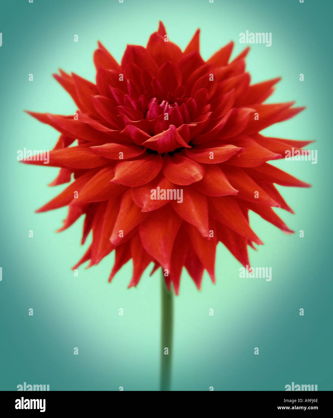 COMMON NAME Dahlia LATIN NAME Dahlia Stock Photo Alamy