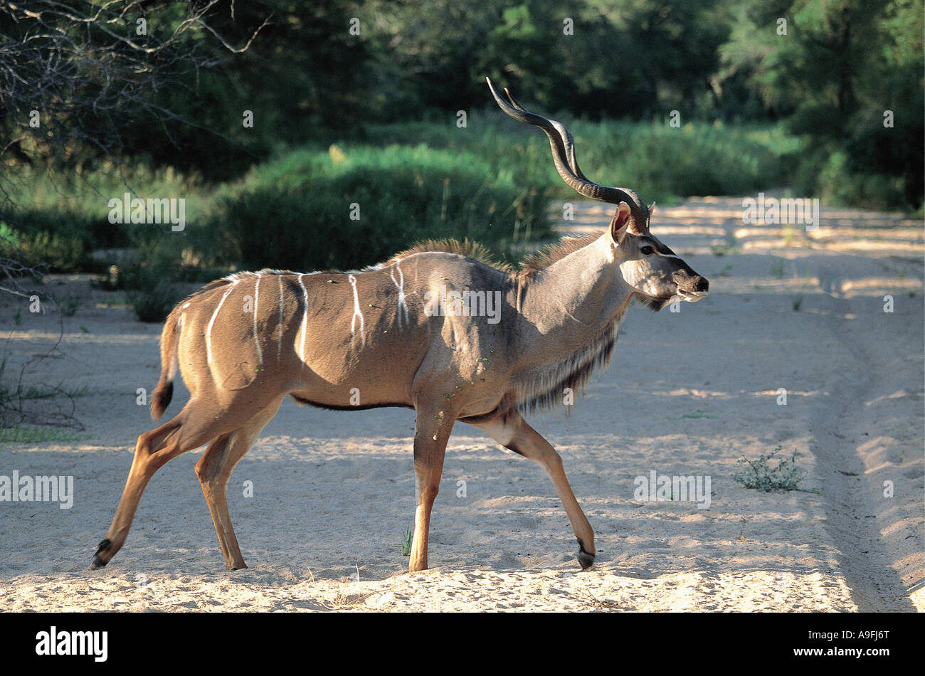 Greater Kudu Mala Mala Game Reserve near Kruger National Park South Africa Stock Photo