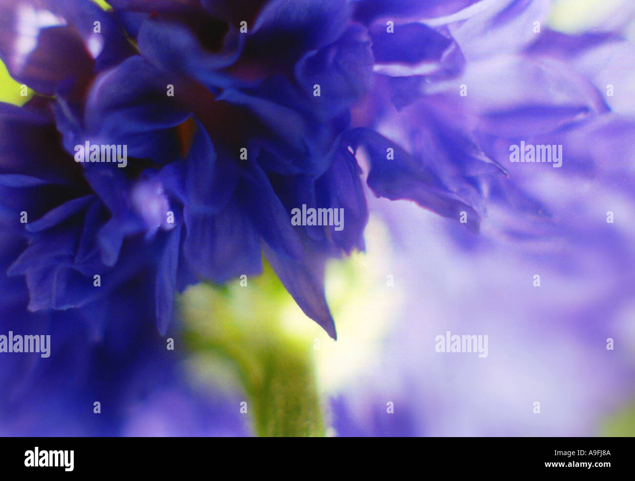 COMMON NAME Cornflower LATIN NAME Centaurea cyanus Stock Photo Alamy