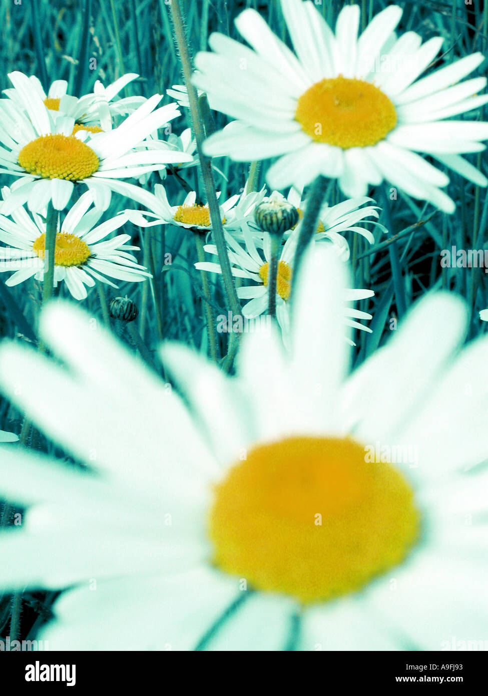 COMMON NAME Daisy LATIN NAME Stock Photo Alamy