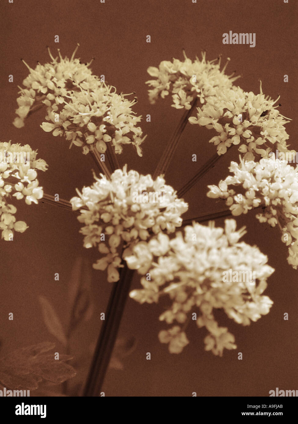 COMMON NAME Cow parsley LATIN NAME Anthriscus sylvestris Stock Photo