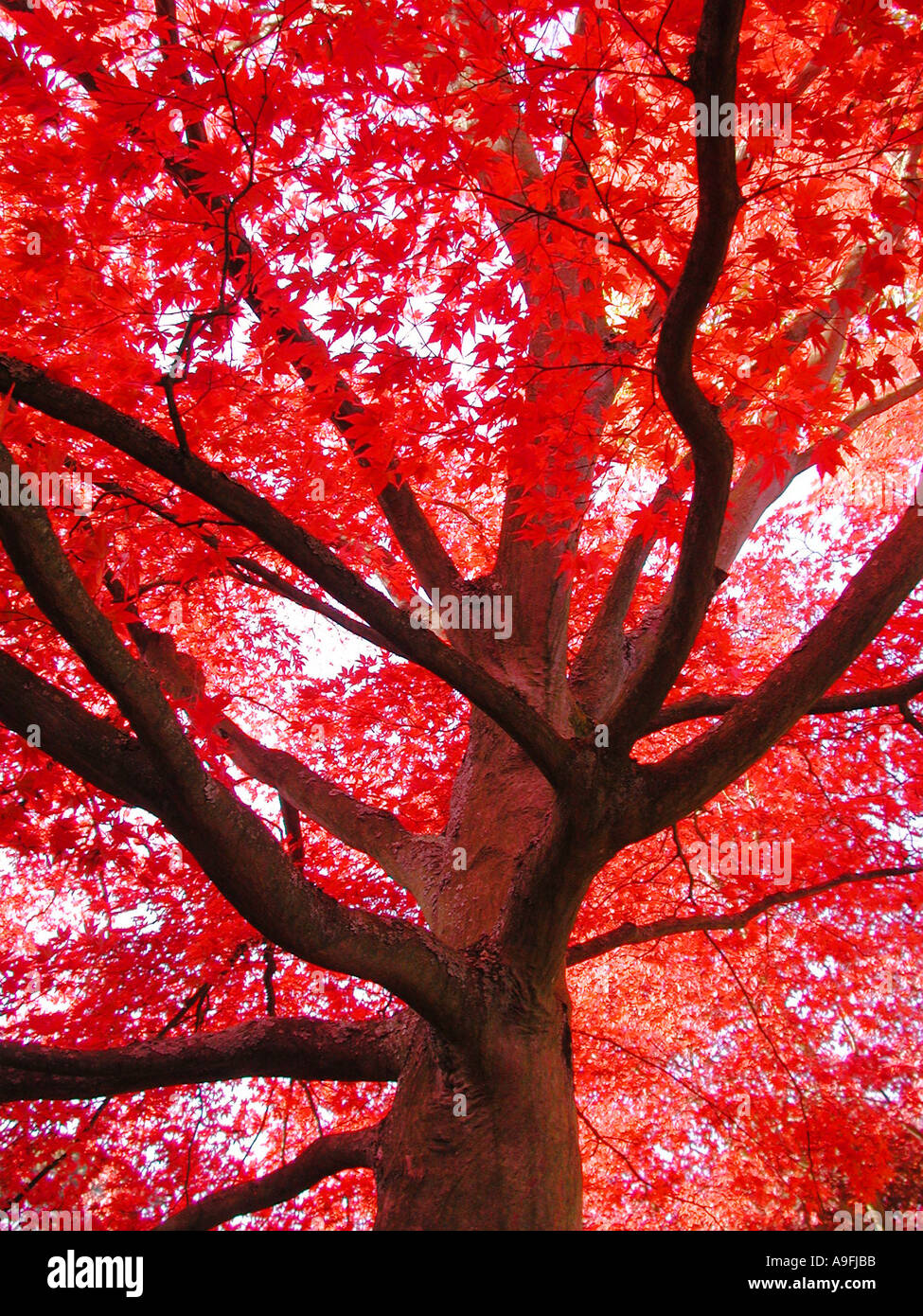 common-name-maple-tree-latin-name-acer-palmatum-stock-photo-alamy