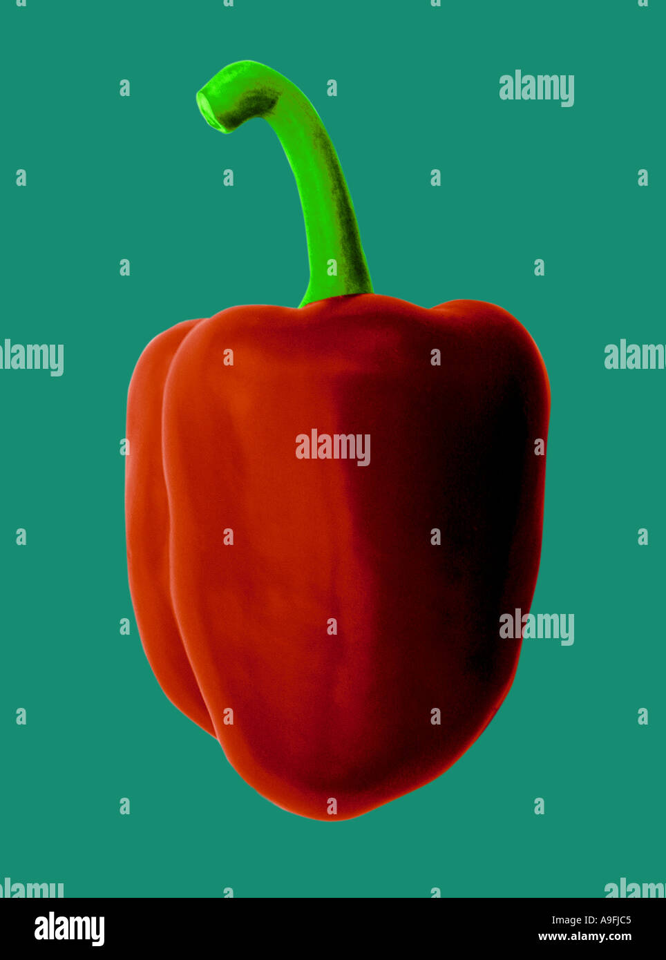 COMMON NAME Red pepper LATIN NAME Capsicum annuum Stock Photo - Alamy