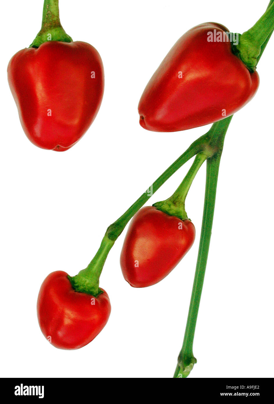 COMMON NAME Chilli pepper LATIN NAME Capsicum annuum Stock Photo Alamy