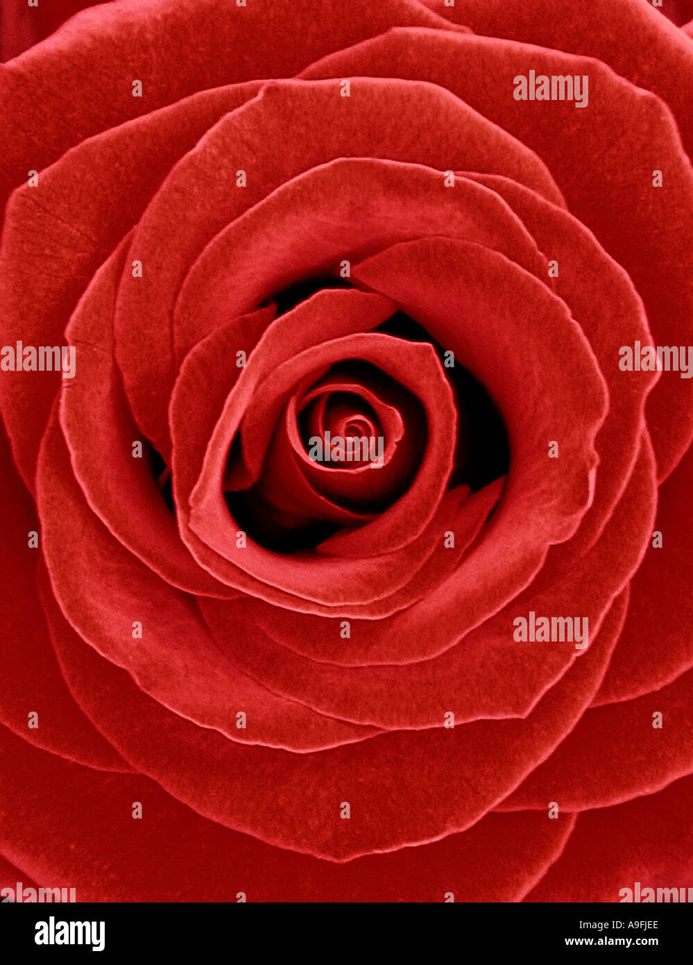 COMMON NAME Rose LATIN NAME Rosa Stock Photo Alamy