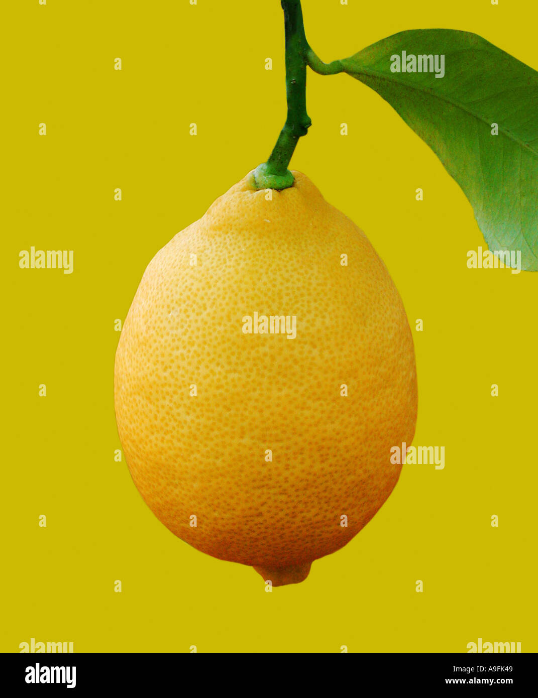 Lemon latin name hires stock photography and images Alamy
