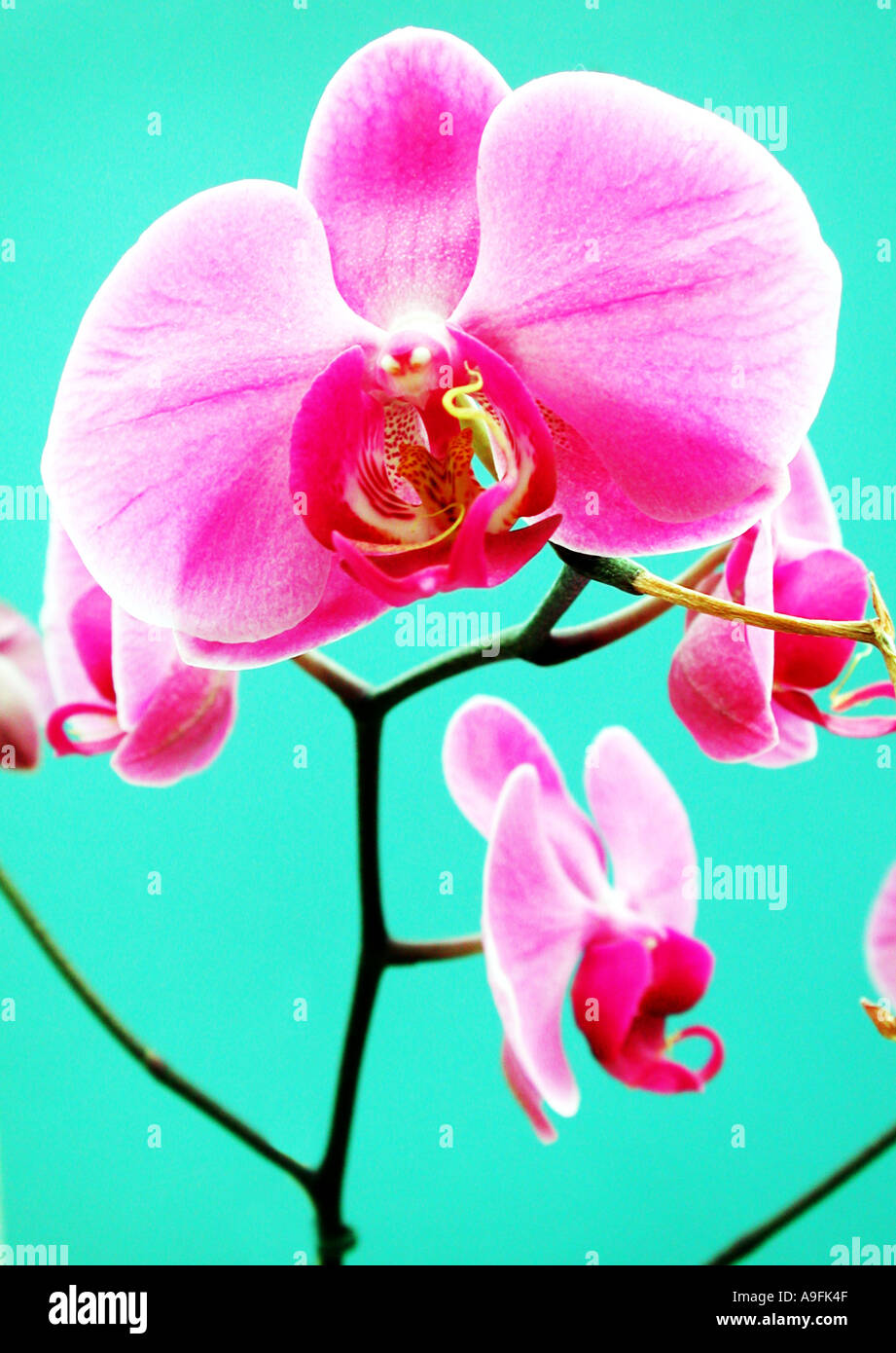 COMMON NAME Orchid LATIN NAME Phalaenopsis Stock Photo