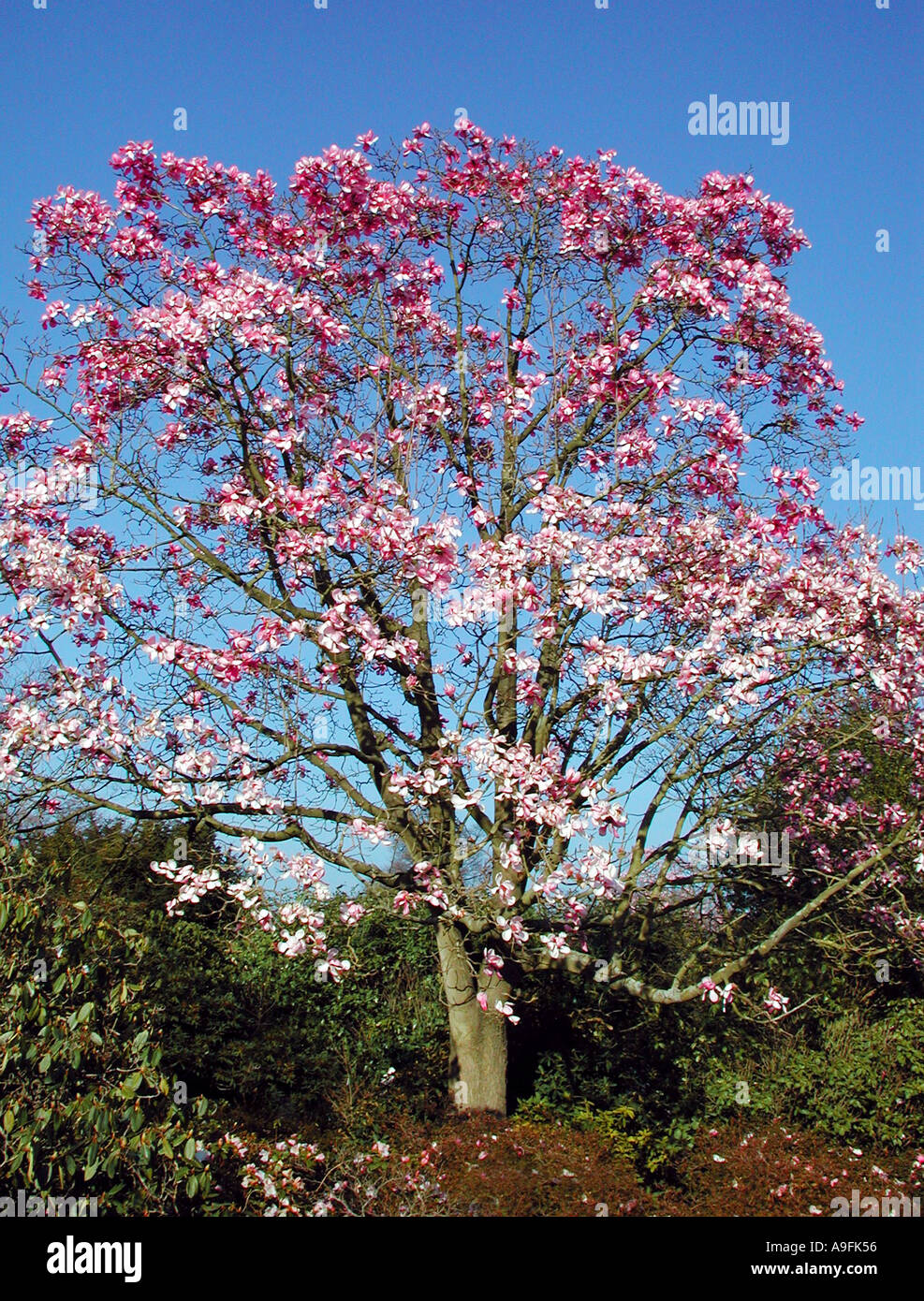 COMMON NAME Magnolia LATIN NAME Magnolia rustica rubia Stock Photo Alamy