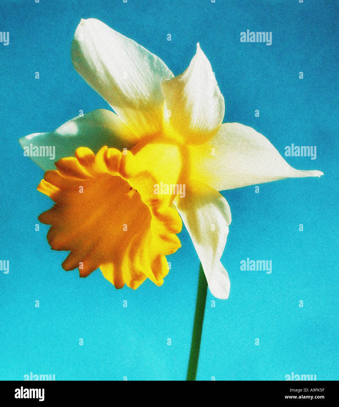 COMMON NAME Daffodil LATIN NAME Narcissus Stock Photo Alamy