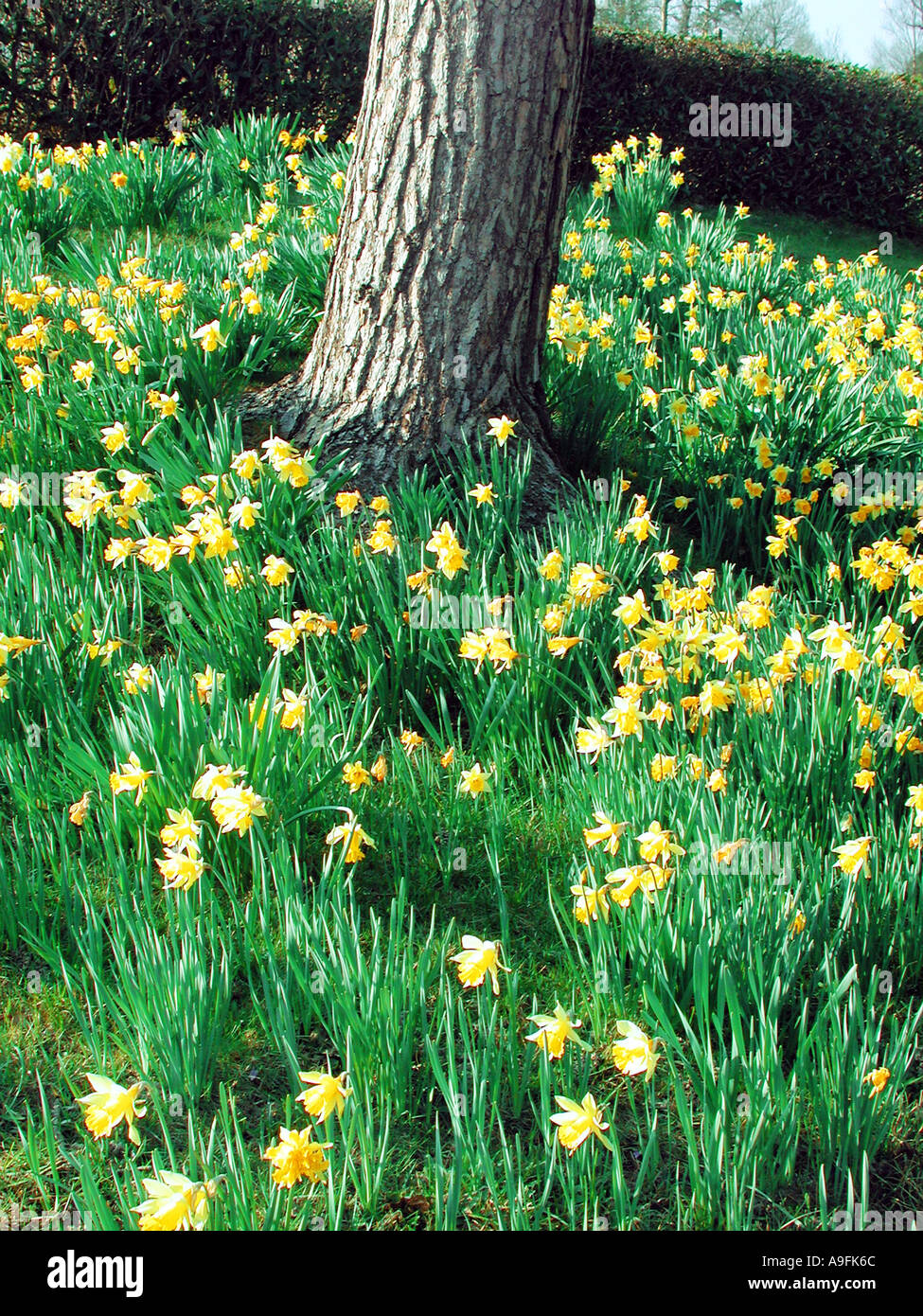 Common name daffodil latin name hires stock photography and images Alamy