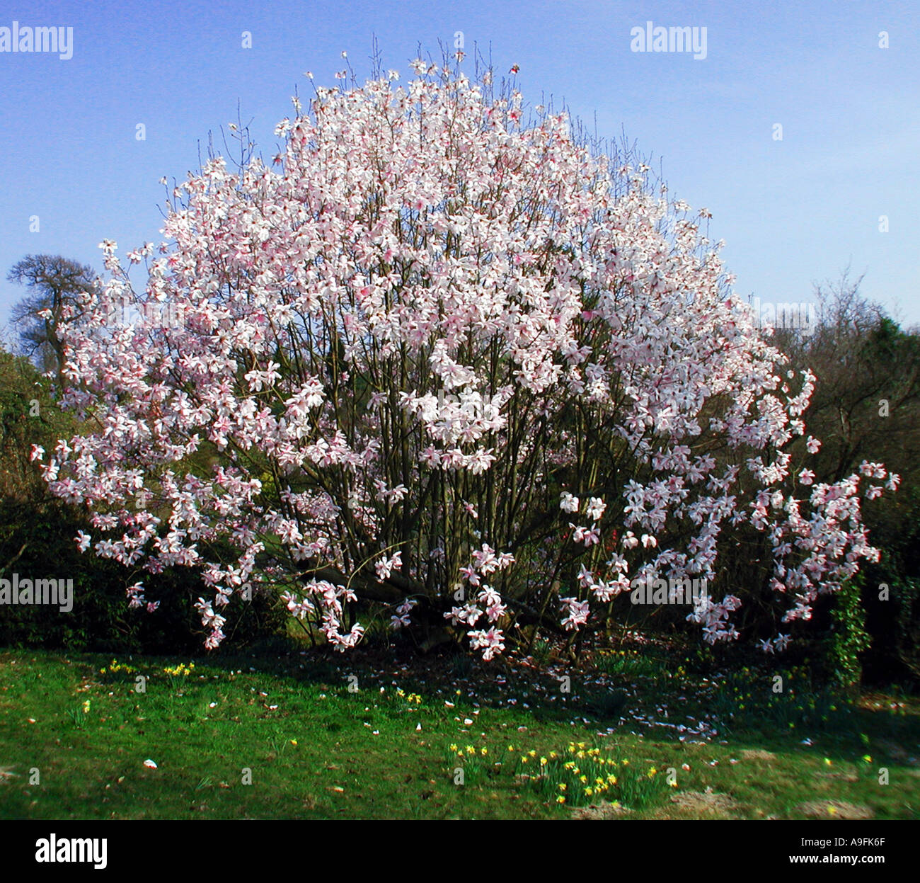 COMMON NAME Magnolia LATIN NAME Magnolia rustica rubia Stock Photo Alamy