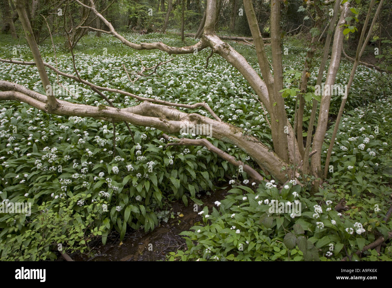 Ramsons Allium ursinum Norfolk UK Stock Photo