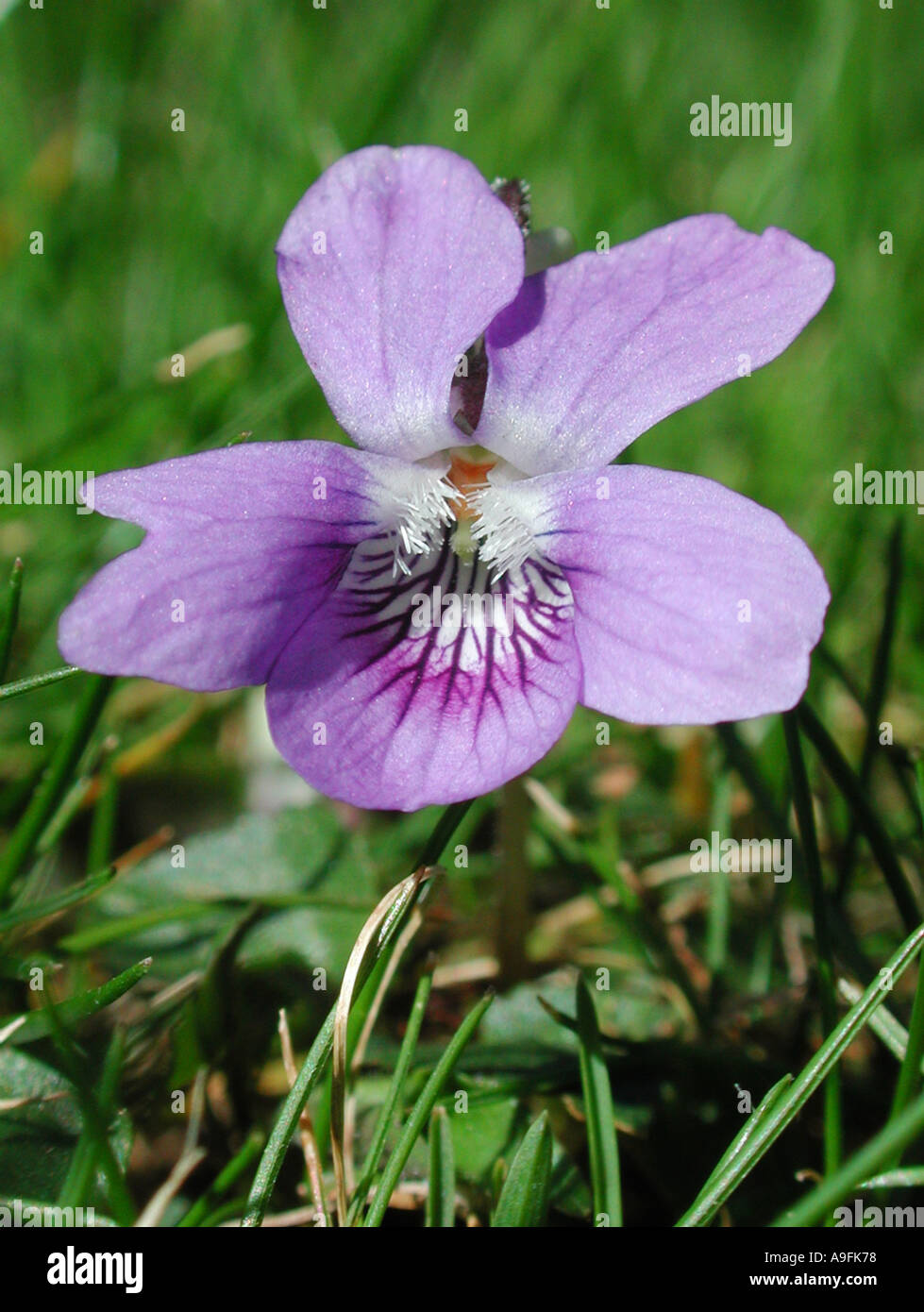 COMMON NAME Violet LATIN NAME Viola Stock Photo Alamy