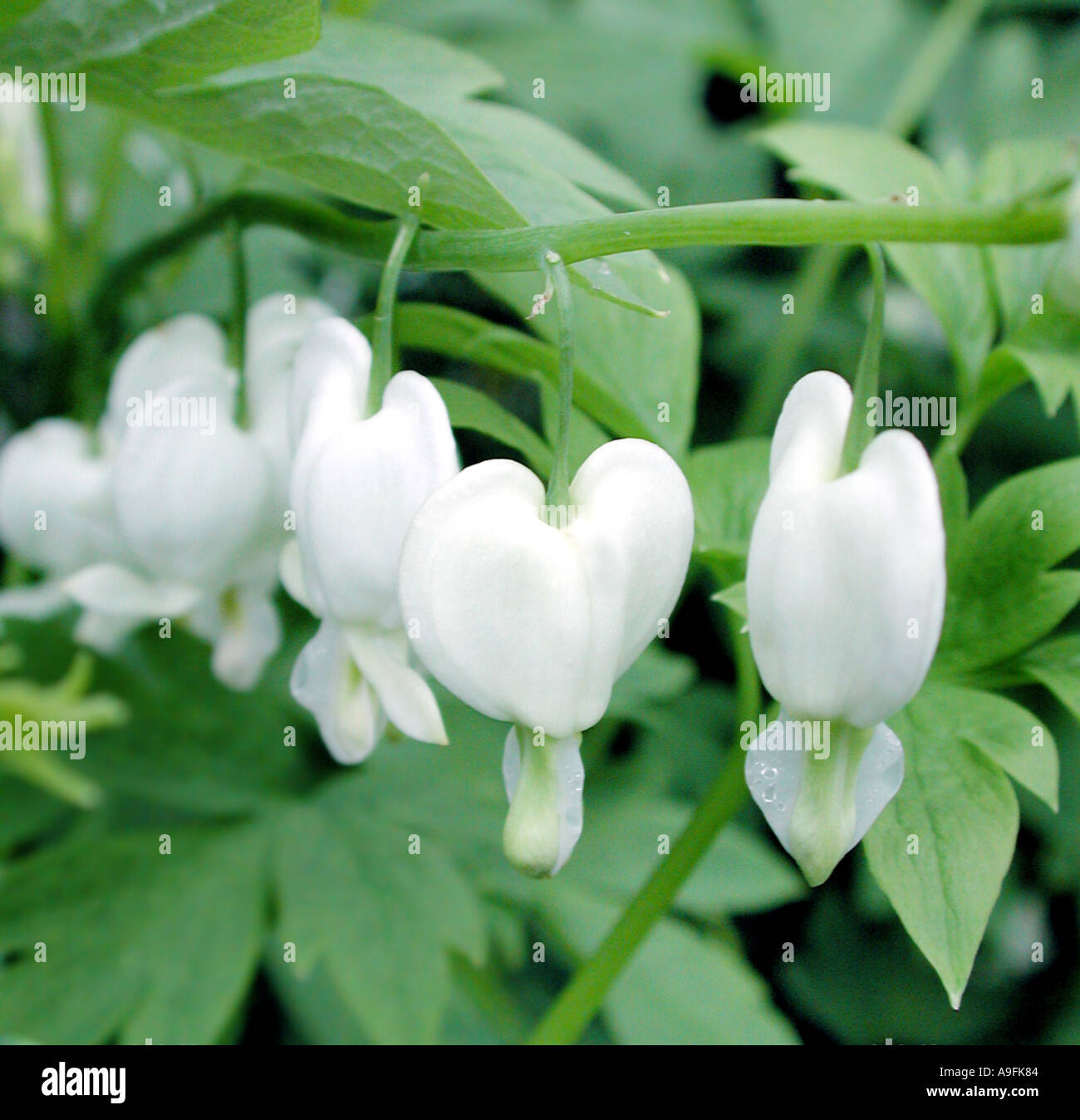 COMMON NAME Dicentra LATIN NAME Dicentra Spectabilis alba Stock Photo Alamy