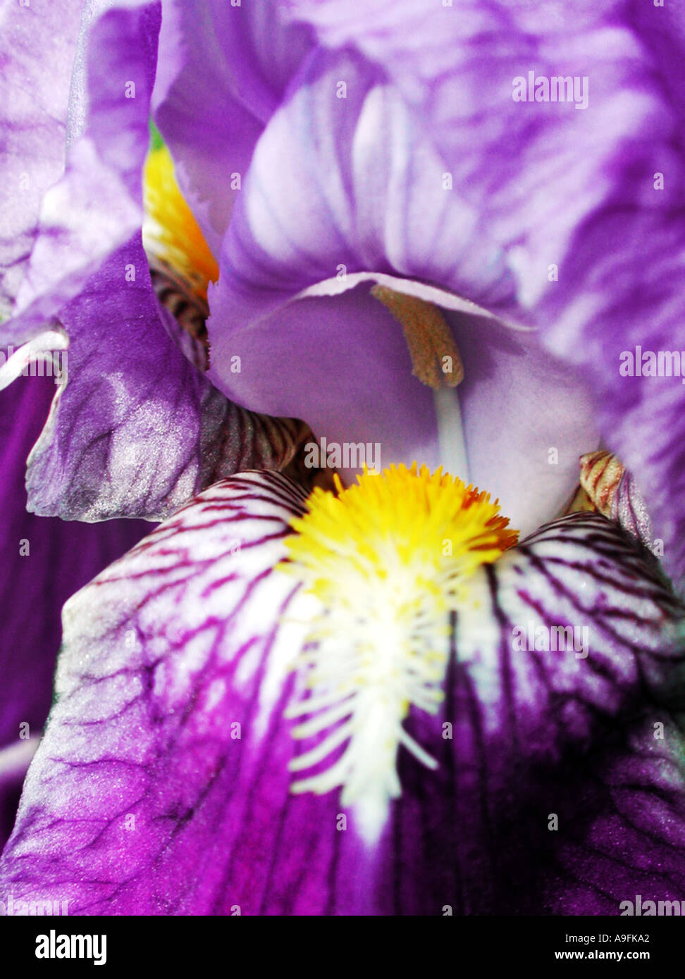 COMMON NAME Iris LATIN NAME Iris Stock Photo Alamy