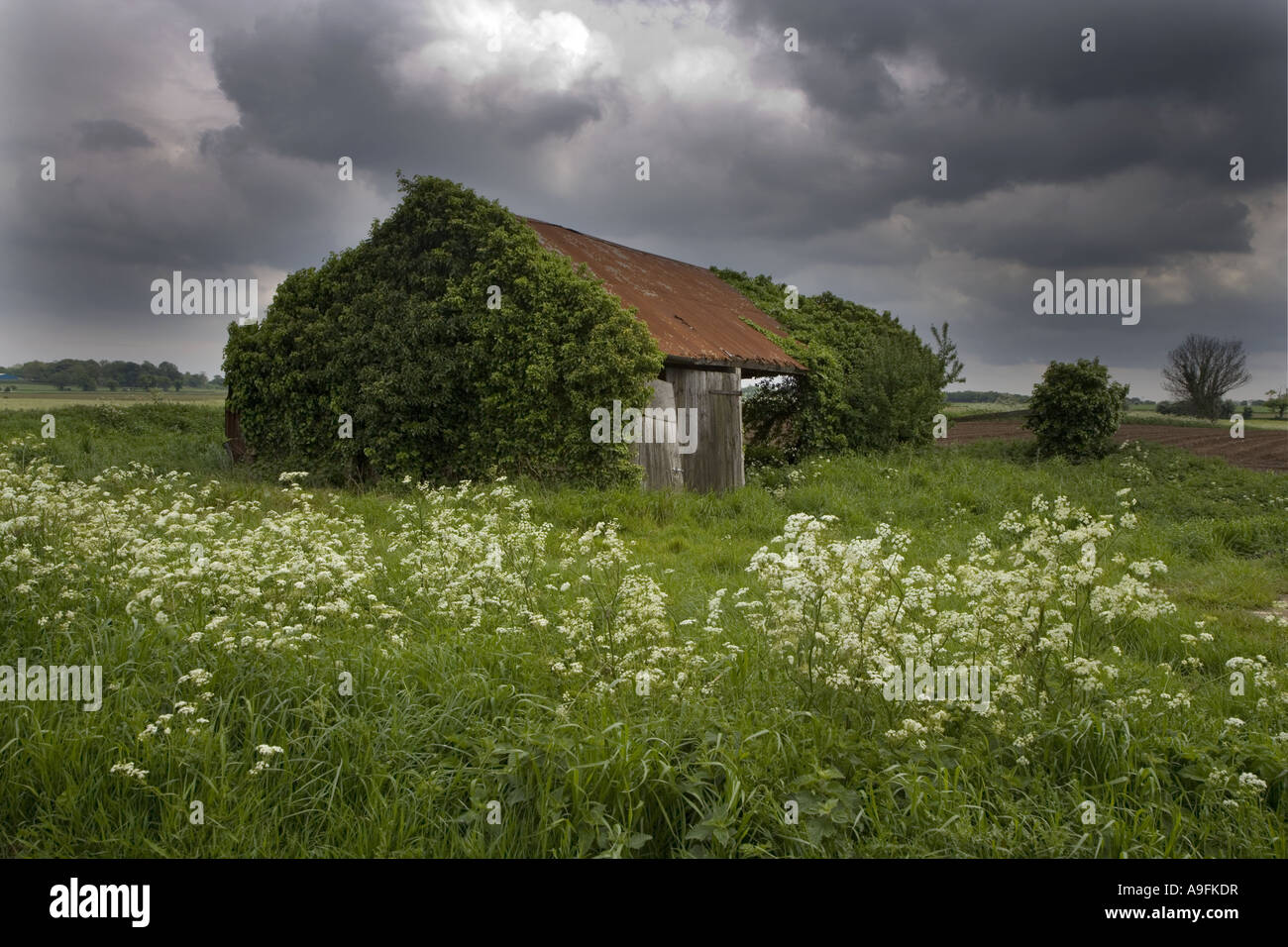 Ruined Barn & Fields Norfolk Stock Photo