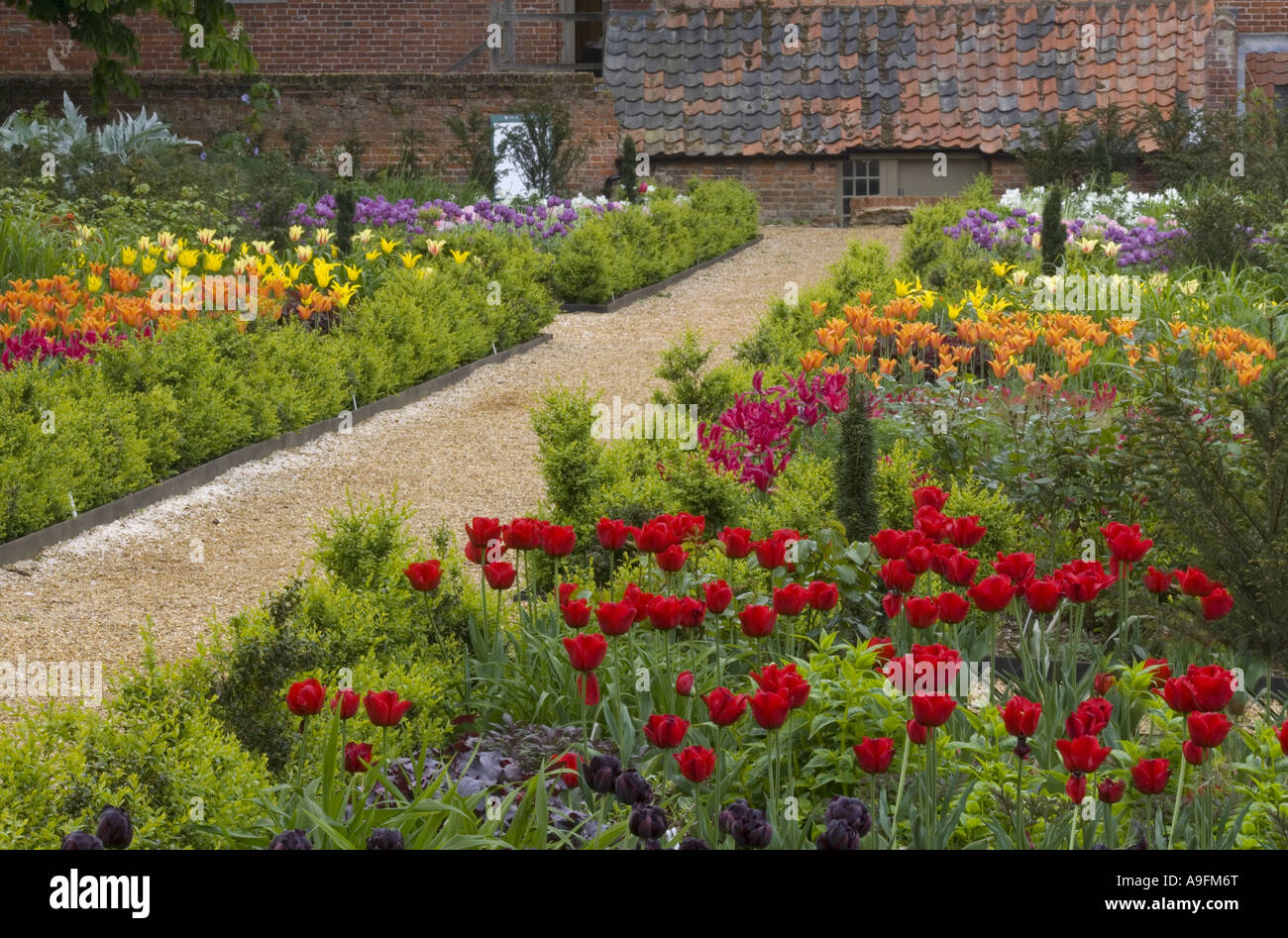 Tulip Display Norfolk UK May Stock Photo