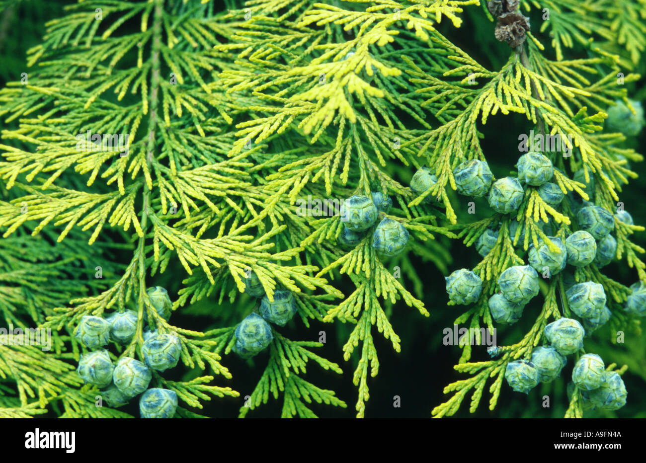 Lawson cypress, Port Orford cedar (Chamaecyparis lawsoniana), twig with cones Stock Photo