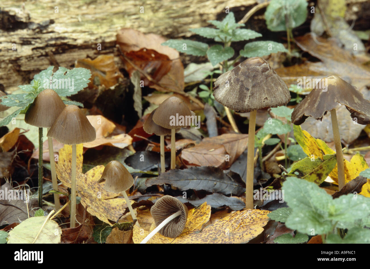 Red Edge Brittlestem Psathyrella Gracilis Psathyrella Corrugis Stock red-edge-brittlestem-psathyrella-gracilis-psathyrella-corrugis-stock