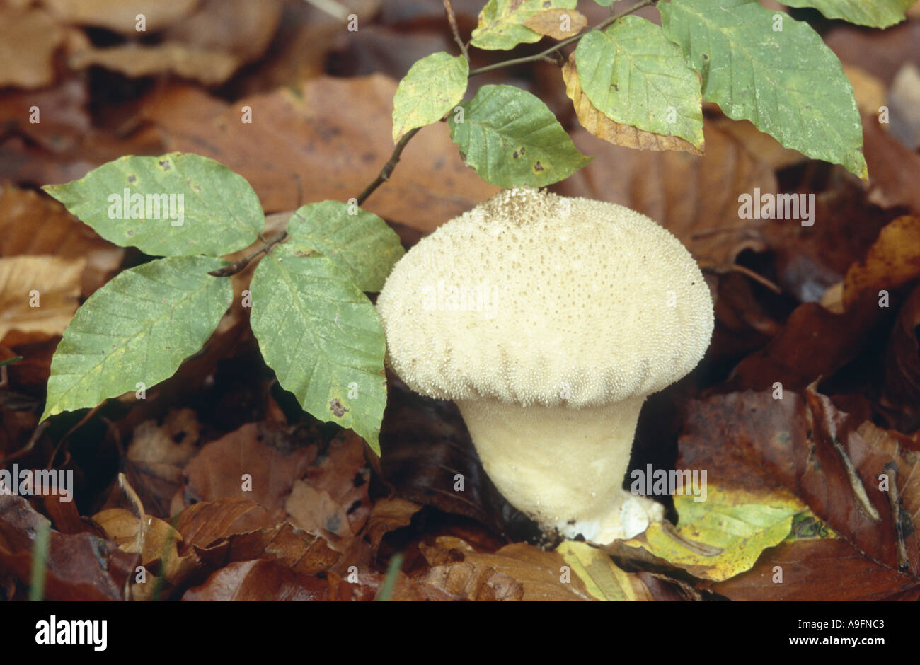pestle puffball (Calvatia excipuliformis, Calvatia saccata). Stock Photo