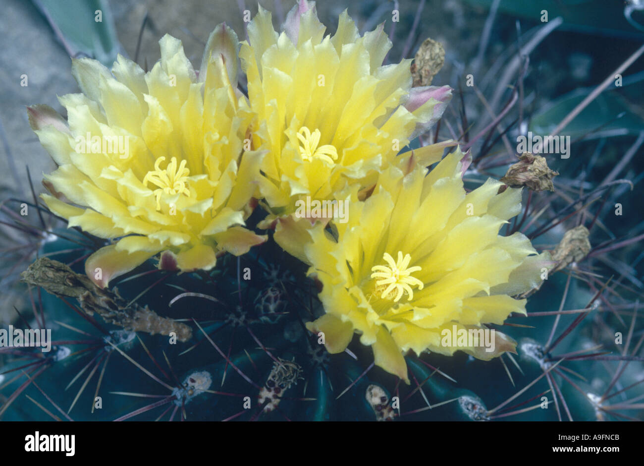 Hamatocactus hamatacanthus hires stock photography and images Alamy