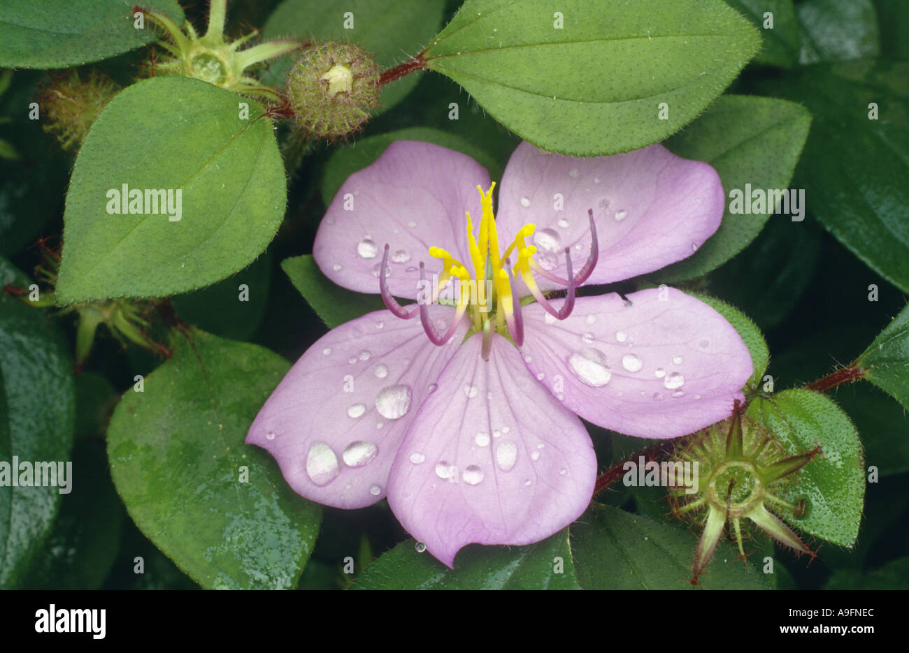 heterotis (Heterotis rotundifolia), blooming. Stock Photo