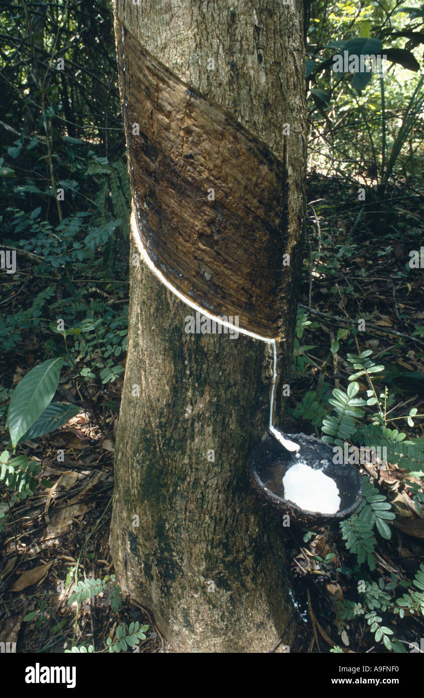 hevea rubber plant, Brazilian rubber tree (Hevea brasiliensis), for rubber production crust strips are removed from the trunk, Stock Photo