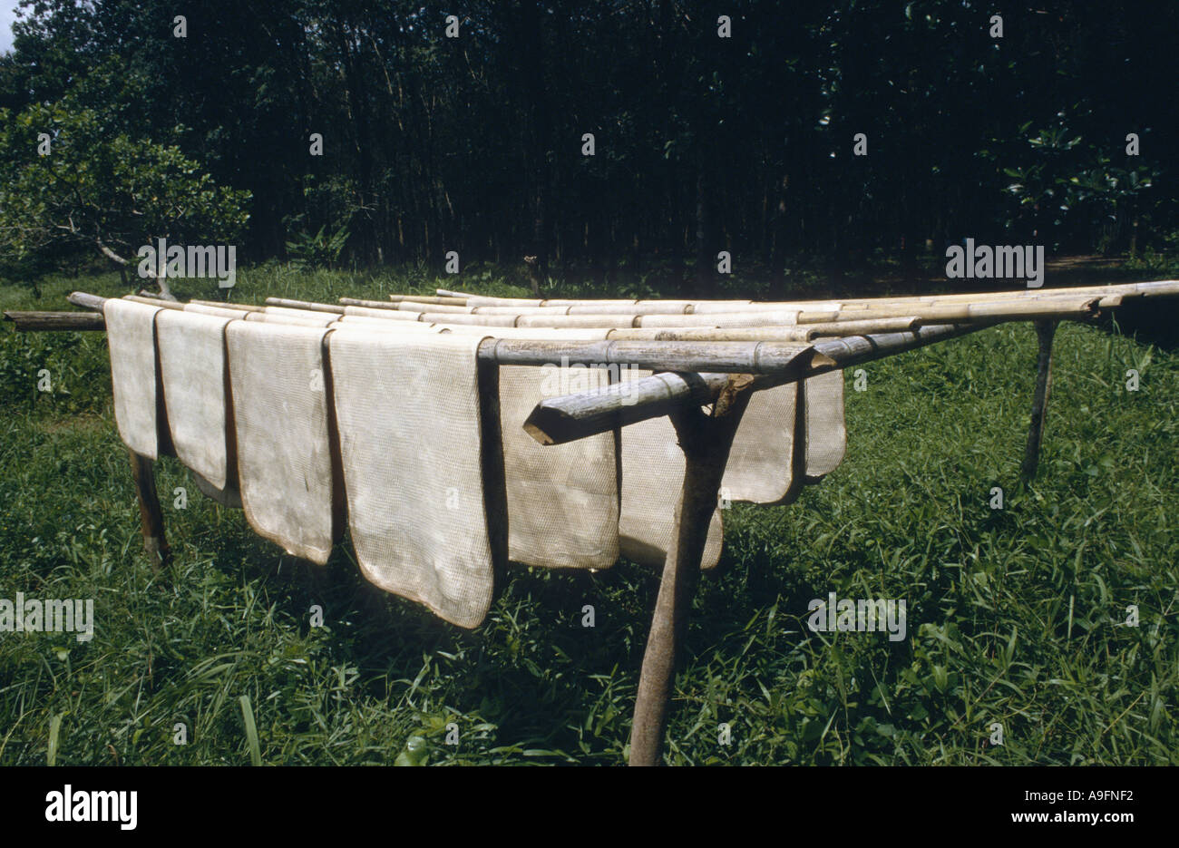 hevea rubber plant, Brazilian rubber tree (Hevea brasiliensis), drying