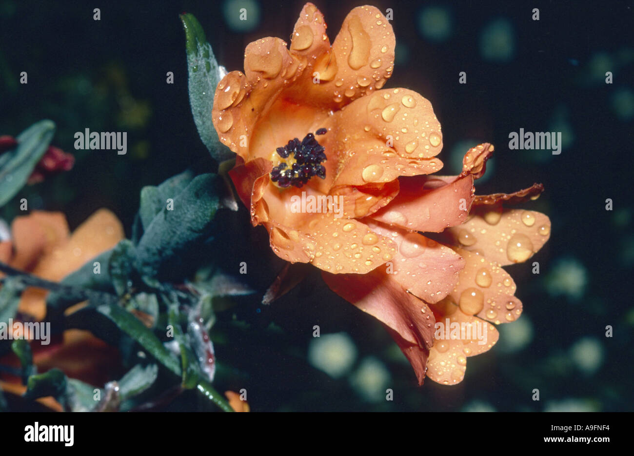 Guinea flower (Hibbertia spec.), blooming. Stock Photo