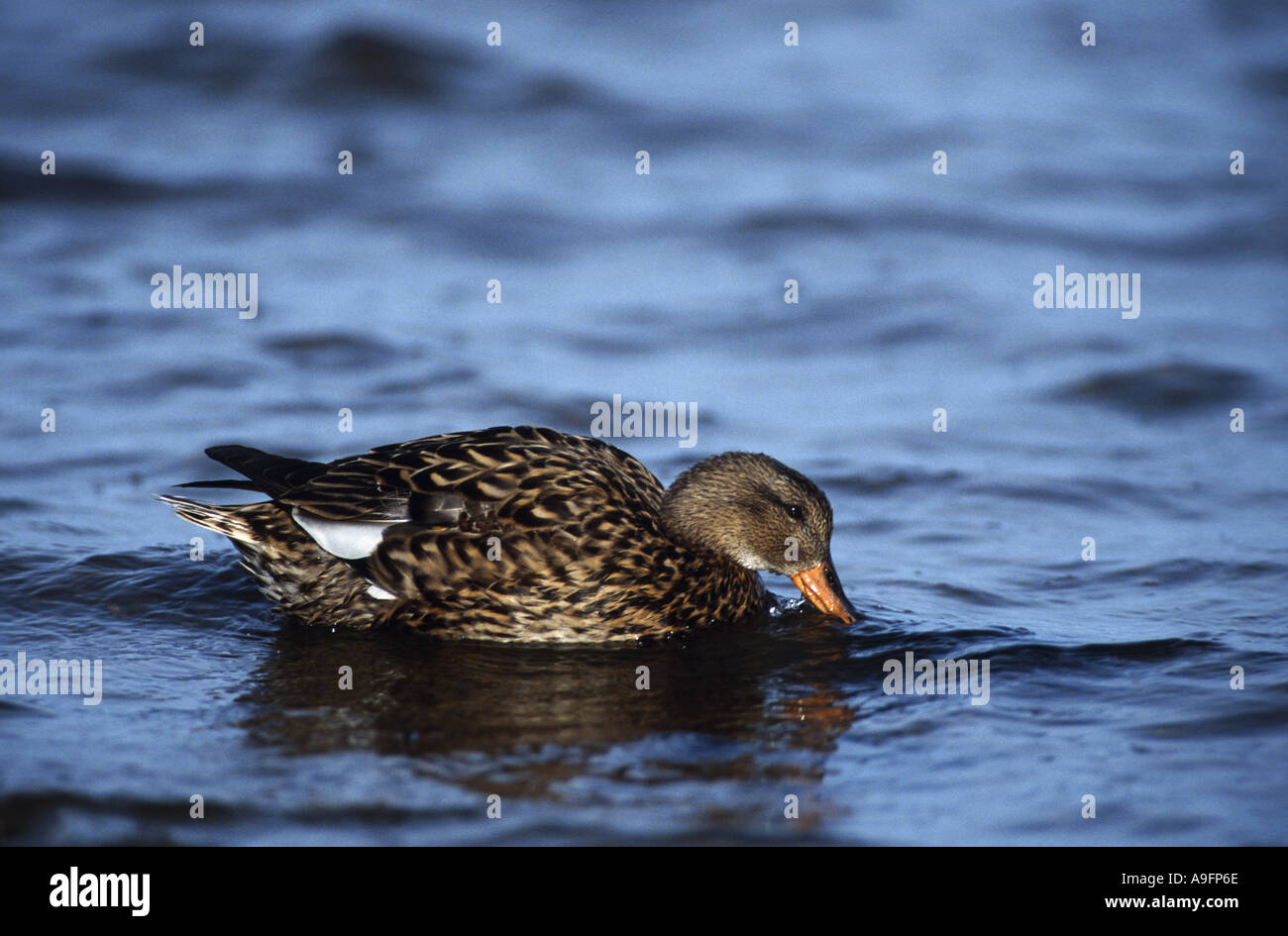 gadwall (Anas strepera), female searching food , Germany, Schleswig-Holstein, NP Schleswig-Holsteinisches Wattenmeer, Apr 01. Stock Photo