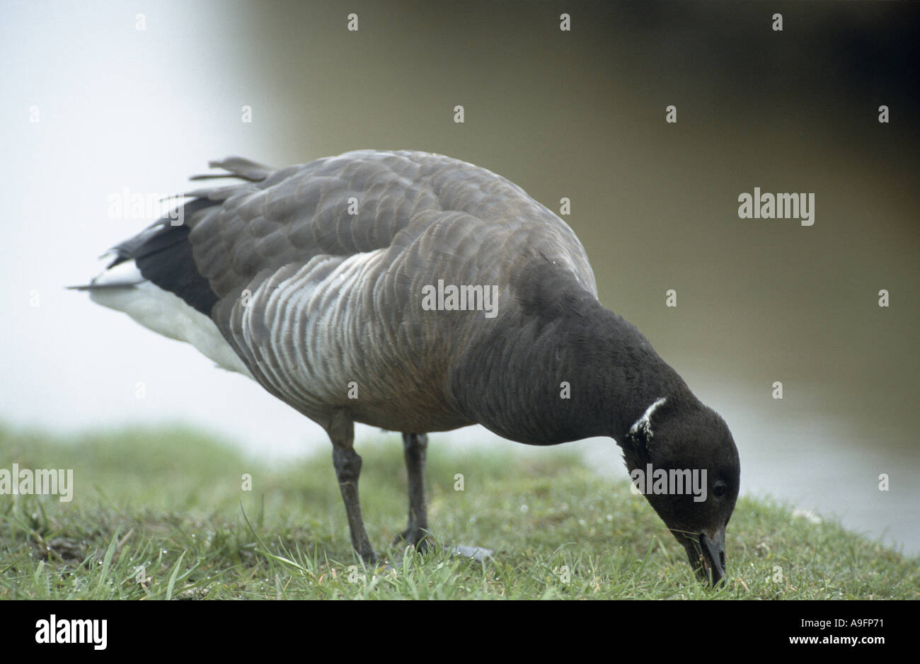 brent goose (Branta bernicla), searching food, Germany, Hallig Hooge, NP Schleswig-Holsteinisches Wattenmeer, May 01. Stock Photo