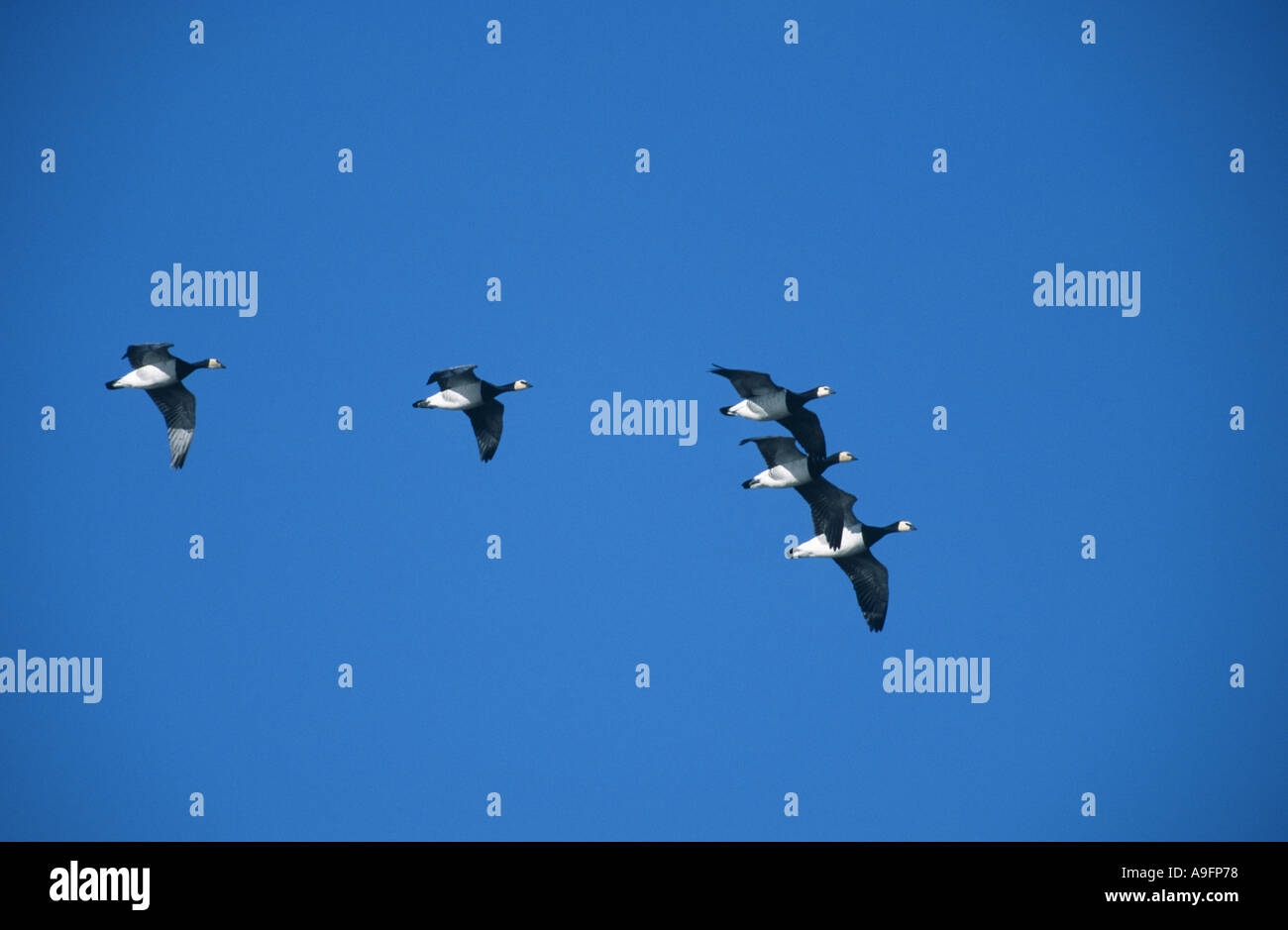 barnacle goose (Branta leucopsis), five animals flying in formation, Germany, Schleswig-Holstein, NP Schleswig-Holsteinisches W Stock Photo