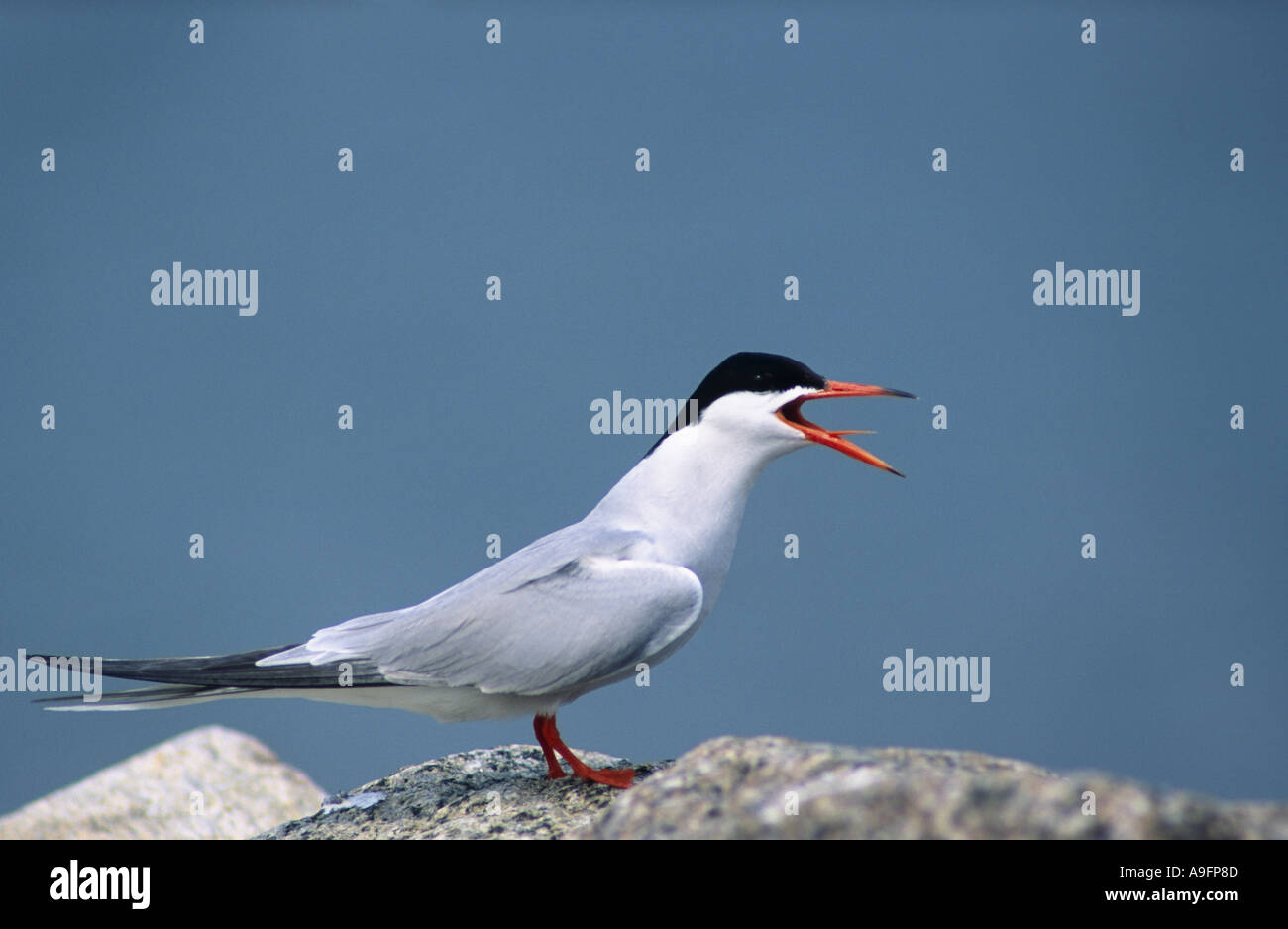 common tern (Sterna hirundo), calling, crying, Germany, Schleswig-Holstein, NP Schleswig-Holsteinisches Wattenmeer, May 97. Stock Photo