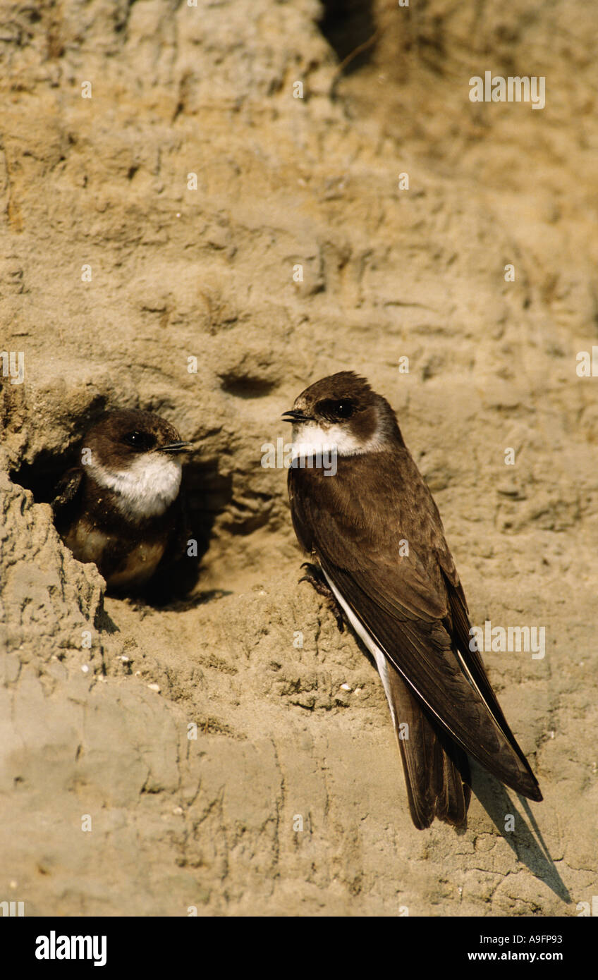 sand martin (Riparia riparia), pair in front of their breeding cave, Germany, Schleswig-Holstein, NP Schleswig-Holsteinisches W Stock Photo