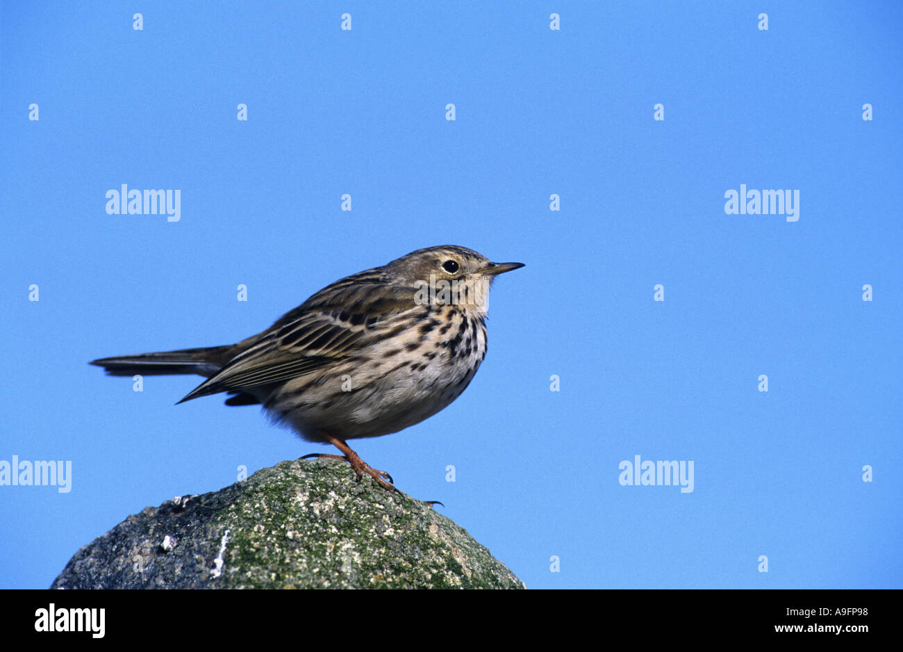 meadow pitpit (Anthus pratensis), sitting on stone, Germany, Schleswig-Holstein, NP Schleswig-Holsteinisches Wattenmeer, Maer 0 Stock Photo
