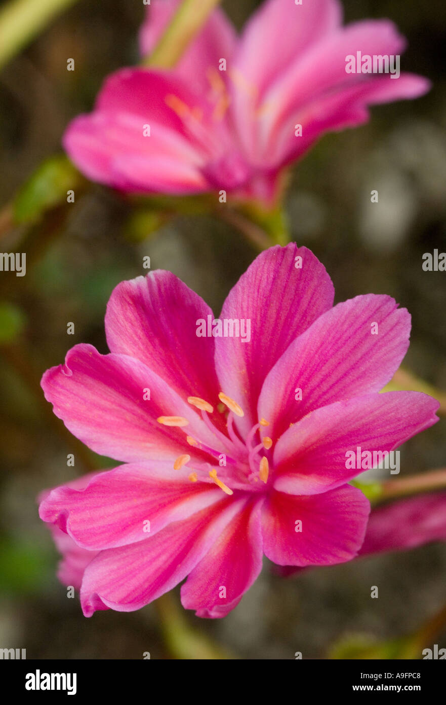 FLOWER (Lewisia cotyledon) Cultivar Stock Photo