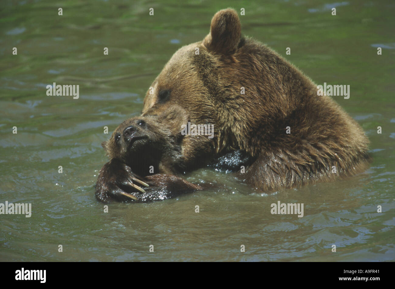 brown bear (Ursus arctos), mother bathing with bear cub Stock Photo - Alamy