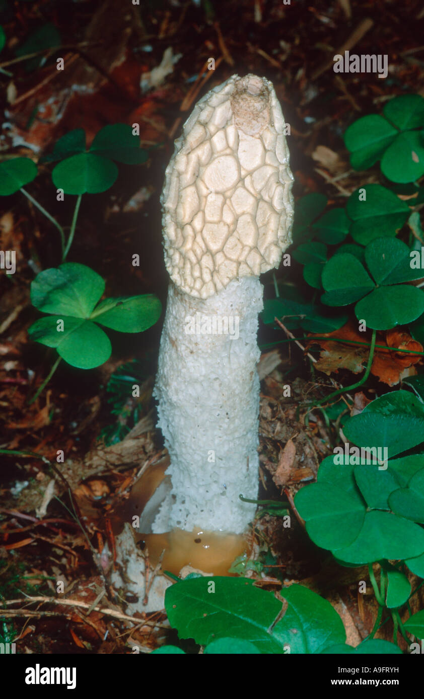 Common Stinkhorn Fungus, Phallus impudicus. Fruiting body on ground forest Stock Photo