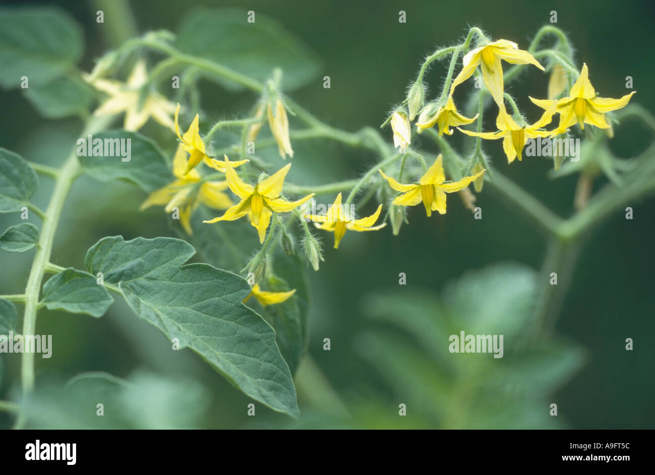 garden tomato (Solanum lycopersicum, Lycopersicon esculentum), flowers Stock Photo