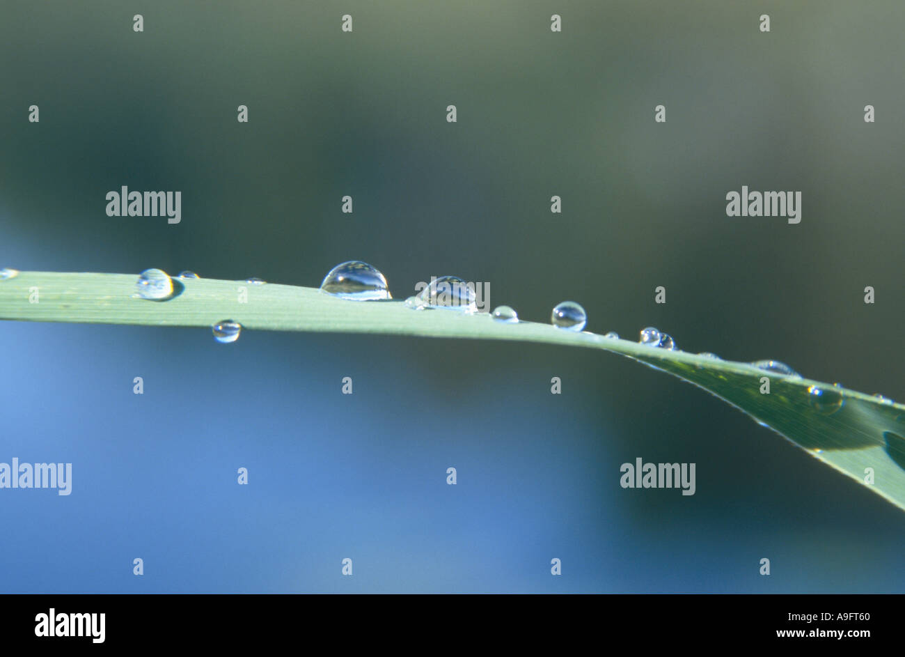 dewdrops on a horizontal blade of grass Stock Photo Alamy