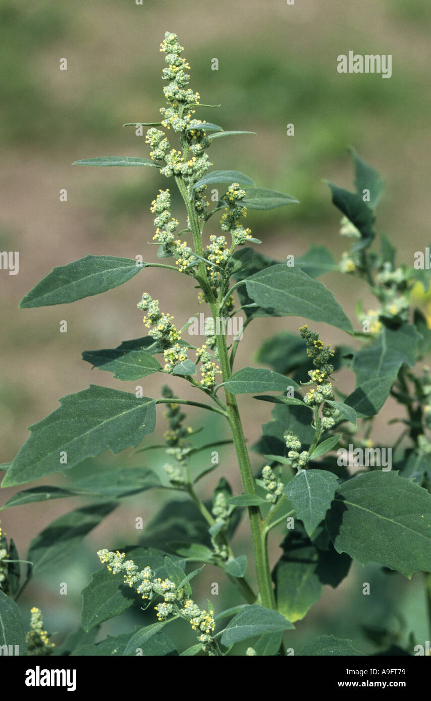 lamb's quarters, lambsquarters, pigweed, fathen (Chenopodium album