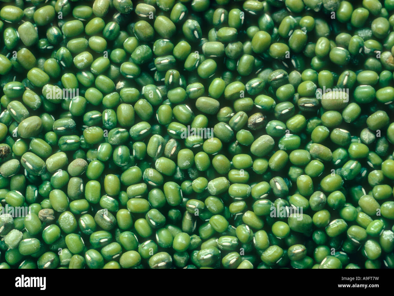 Soybean (Glycine max) seeds. Still life Stock Photo