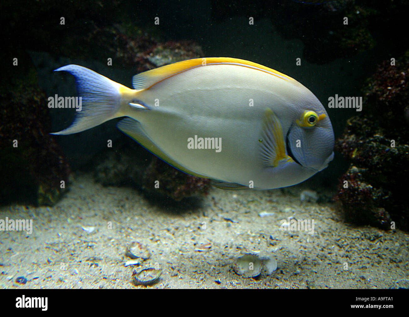 eyestripe surgeonfish (Acanthurus dussumieri) Stock Photo