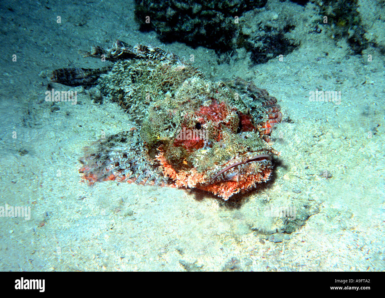 tassled scorpionfish, smallscale scorpionfish, flathead scorpionfish (Scorpaenopsis oxycephalus), on seabed Stock Photo