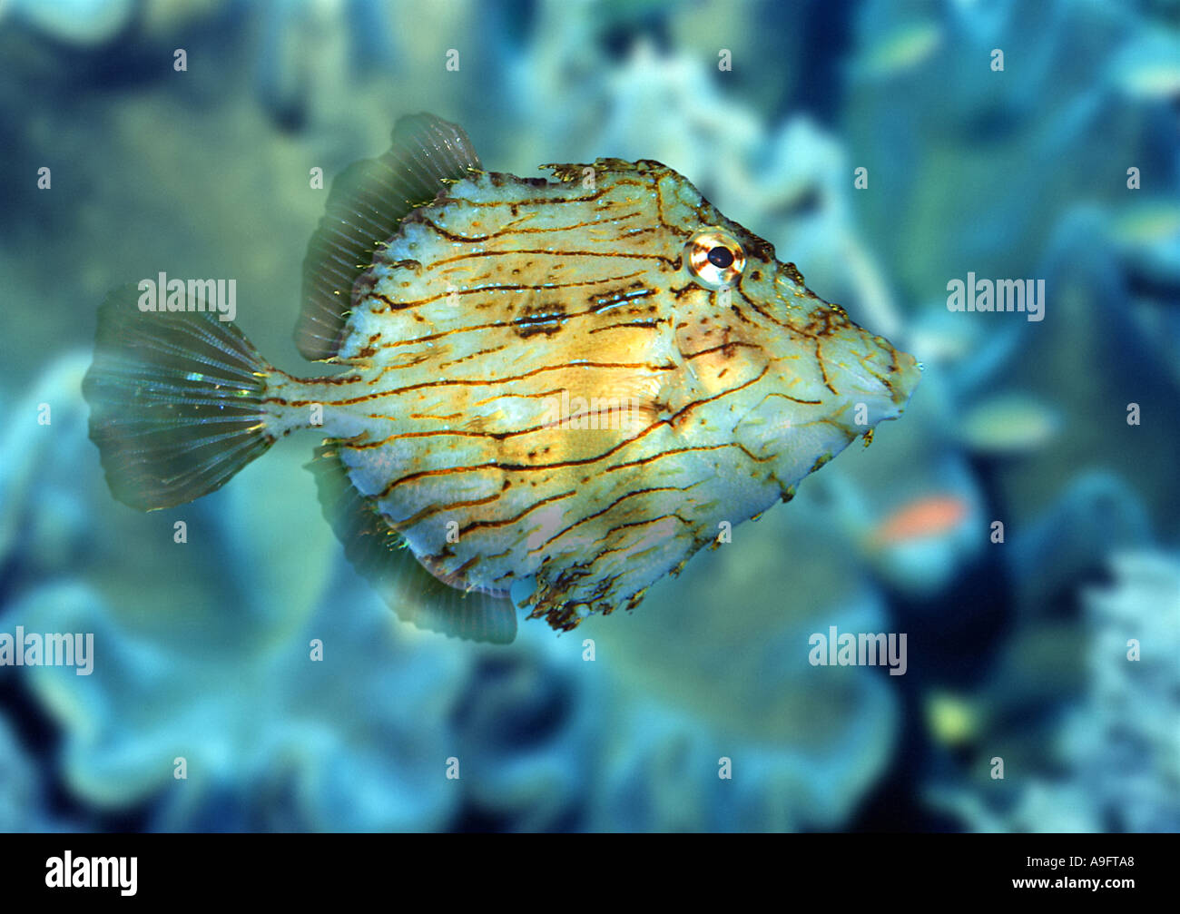 fantail filefish (Pervagor alternans) Stock Photo