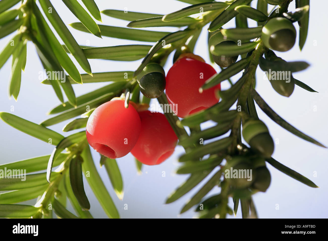 common yew (Taxus baccata), ripe seeds with red seed coat (aril) Stock Photo