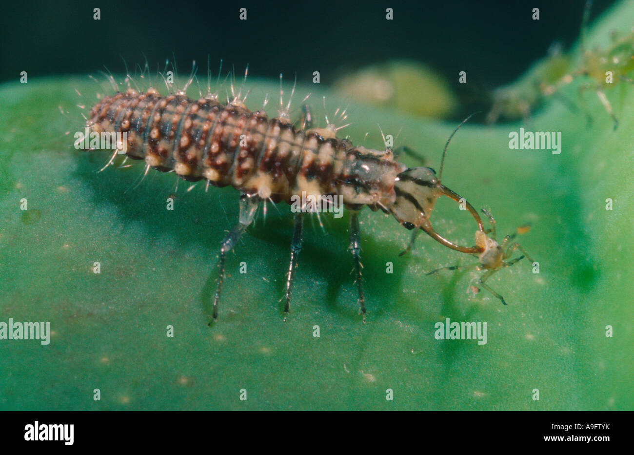 Green Lacewing, Family Chrysopidae. Larva eating an aphid Stock Photo