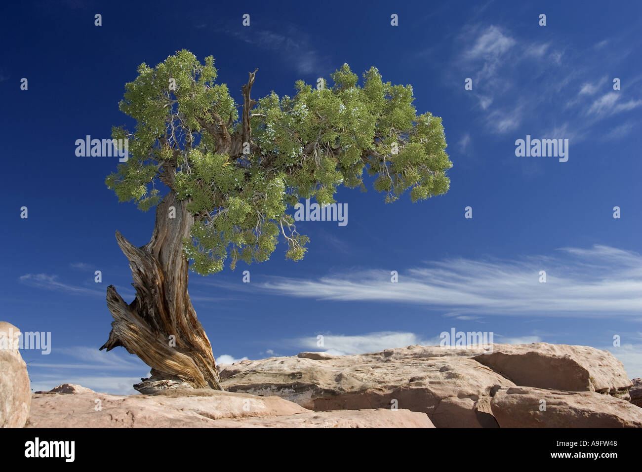 Utah juniper (Juniperus osteosperma), single tree against blue sky, USA, Utah Stock Photo