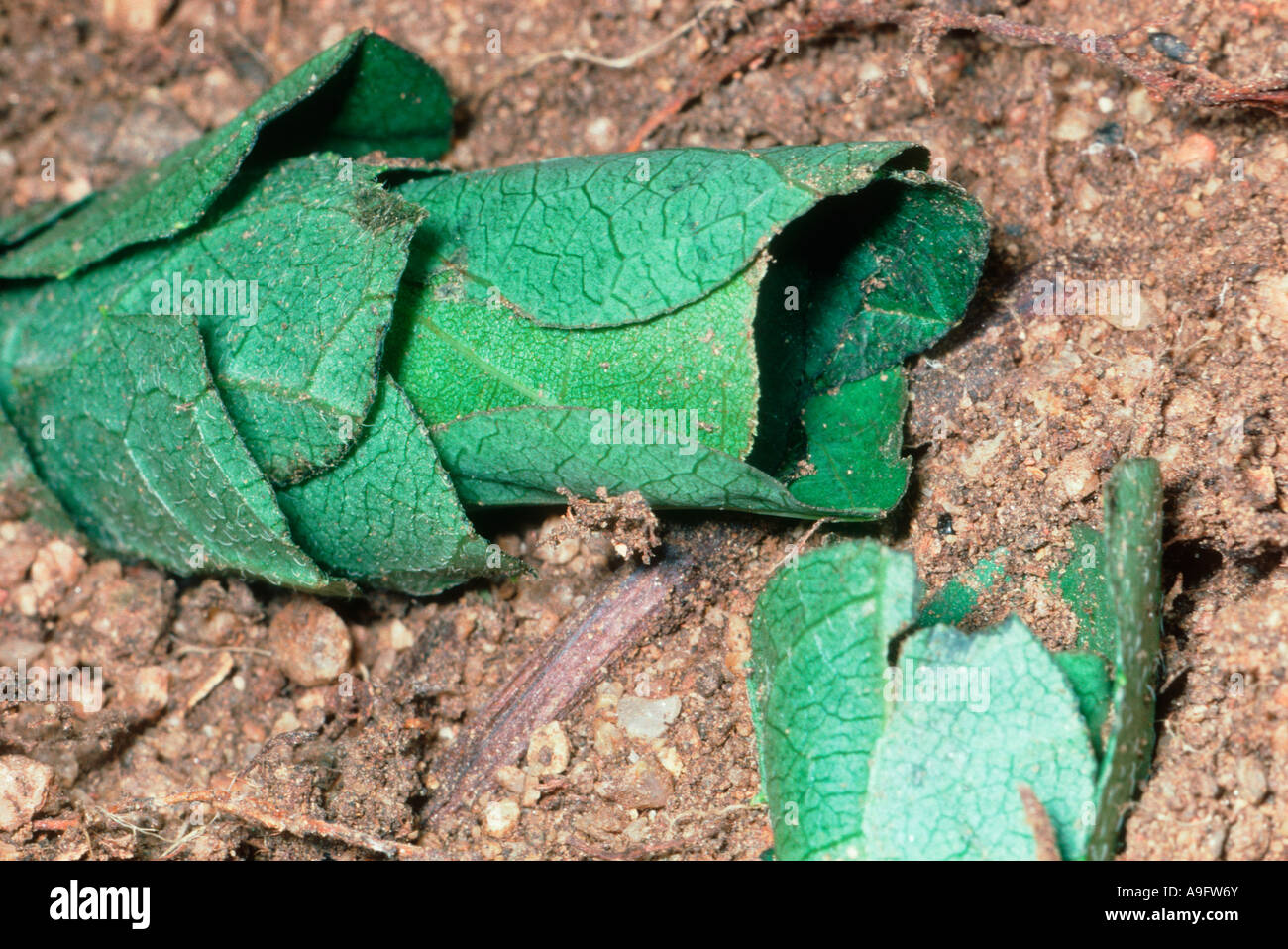 Leafcutter Bee, Megachile sp. Nest made with rolled and sticked leaves